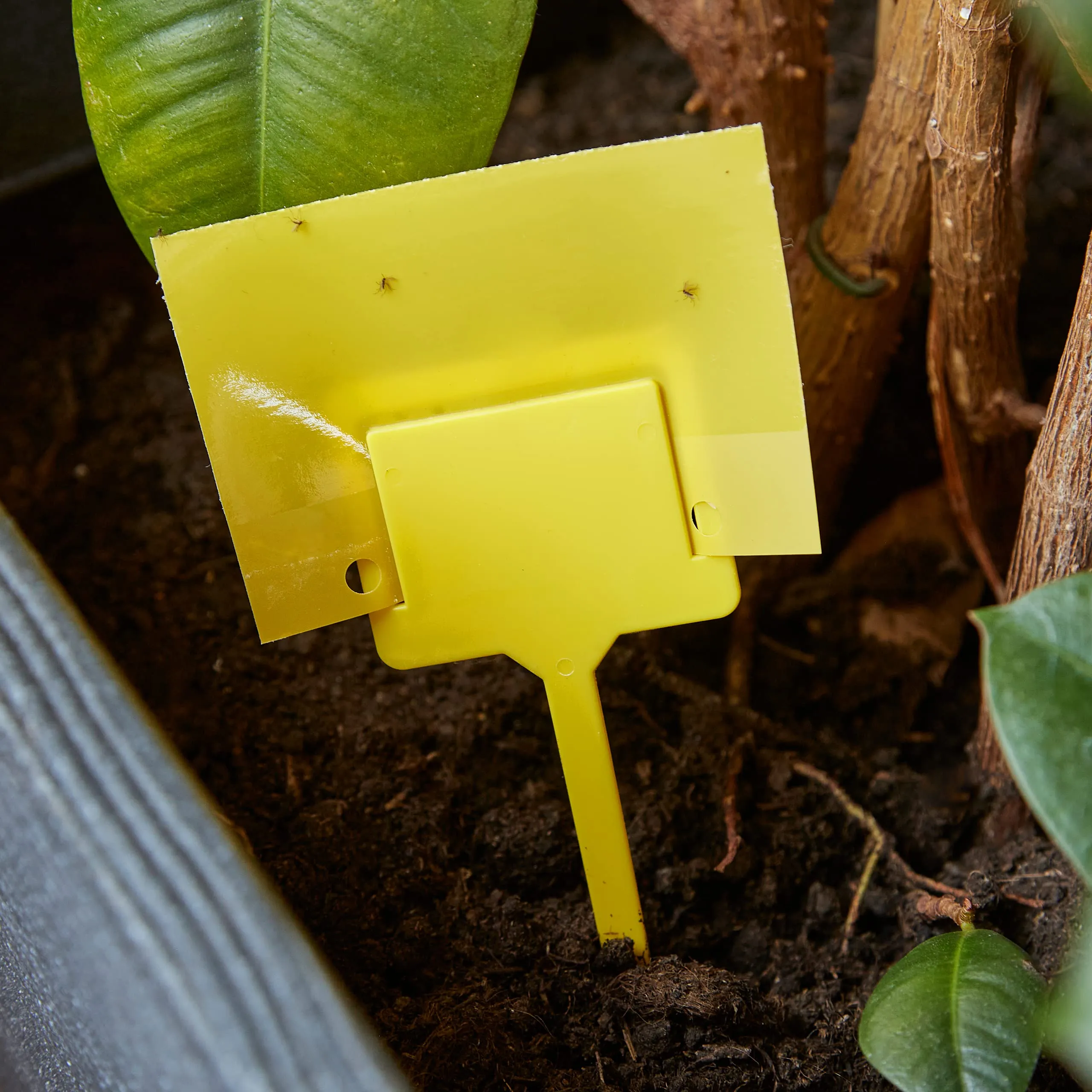 Yellow Sticky Traps For Gnats: 50x Sticky Fly Traps For Indoors  Gnat Traps